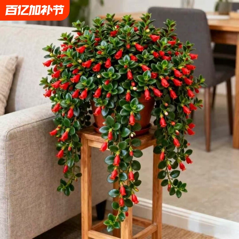金鱼吊兰盆栽室内客厅阳台耐寒花卉绿植四季常青好养易活四季开花
