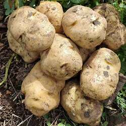 贵州2026年新土豆威宁洋芋老品种米拉洋芋新鲜土豆农家肥料农家