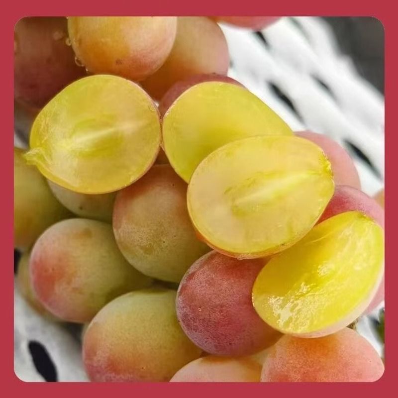 妮娜皇后红宝石葡萄酒香红提葡萄颗粒装