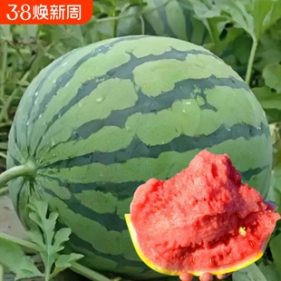 早佳8424西瓜种子种籽苗美都麒麟瓜秧苗盆栽秧孑水果种业黄瓜黄瓤