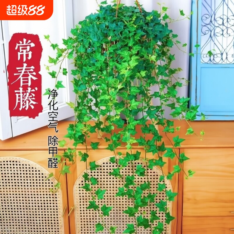常春藤吊兰垂吊植物室内盆栽苗绿植爬藤四季常青阳台好养活除甲醛