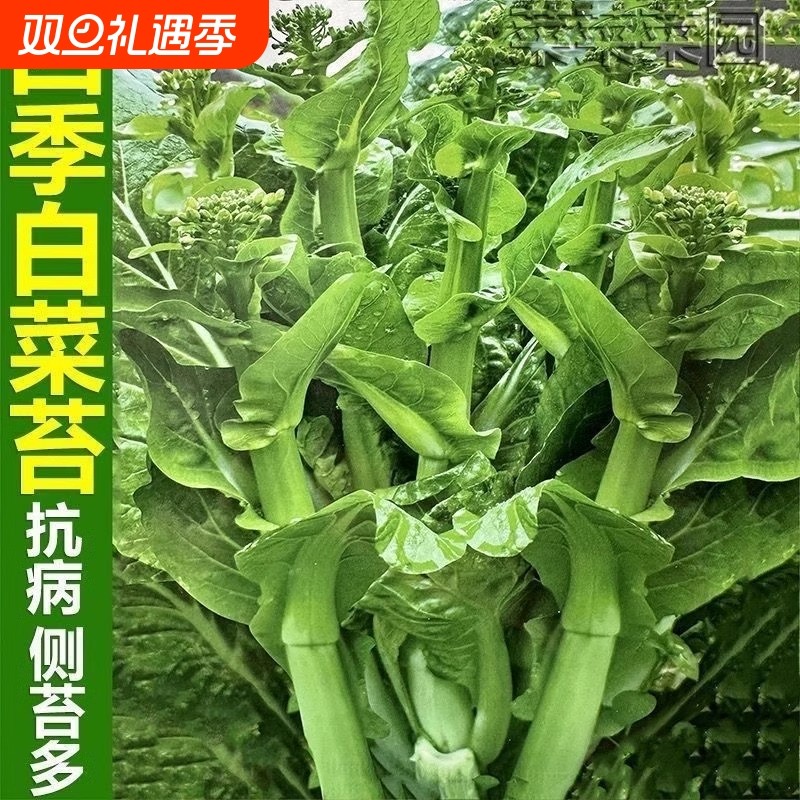 四季早熟白菜苔种子白菜薹菜心种籽采收高产抗病蔬菜种子种植