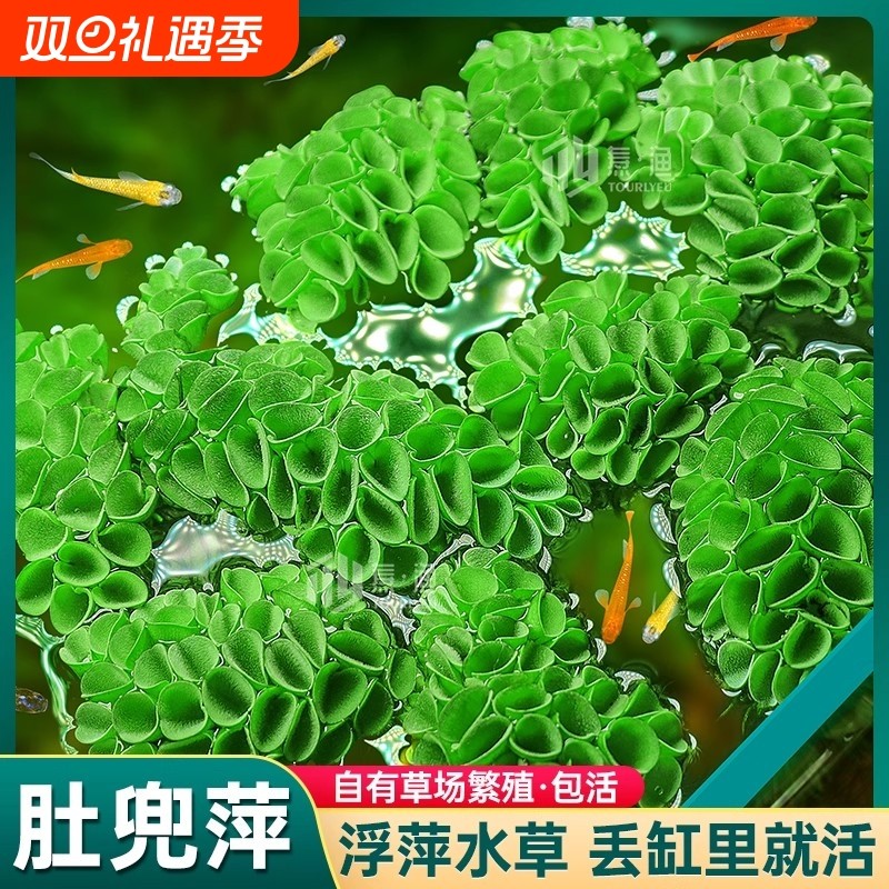 槐叶肚兜萍浮萍水草集合鱼缸躲避漂浮植物净化水质古法生态缸造景
