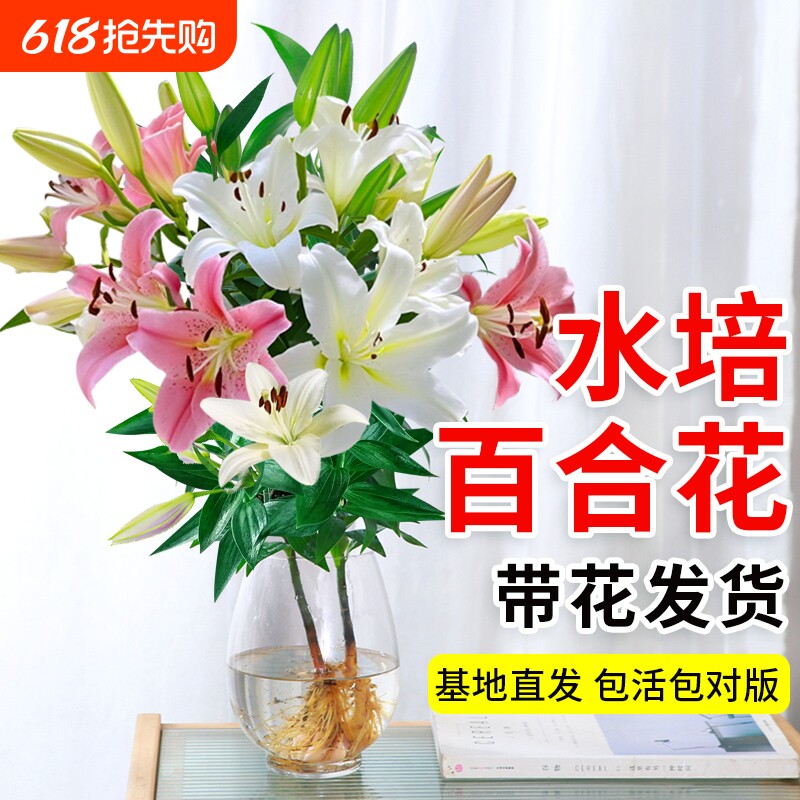 百合鲜花水培植物香水百合花种球盆栽带花苞花卉植物室内花好养