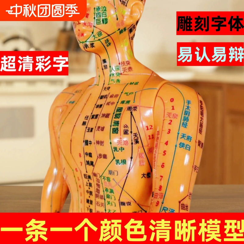 彩色人体经络穴位模型