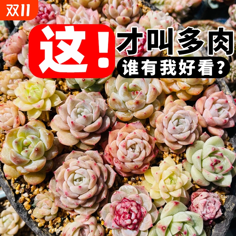 多肉植物含盆小盆栽好养组合玉露室内带土肉肉大颗株精品花卉绿植