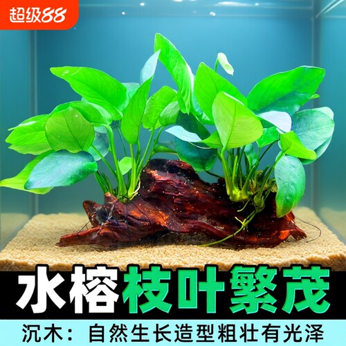 沉木水榕水草装饰|超2.3万次加购