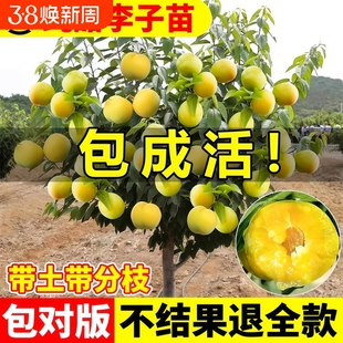 蜂糖李子树苗嫁接特大晚熟脱骨青脆果树苗种李树苗西梅黄金结果