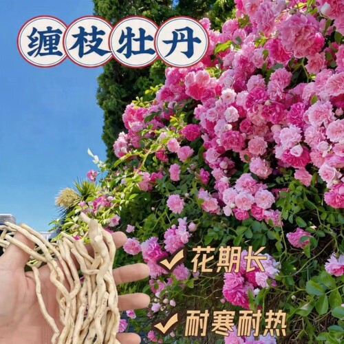 俄罗斯缠枝牡丹花耐寒热宿根粉色重瓣花期长春庭院围墙耐热开花