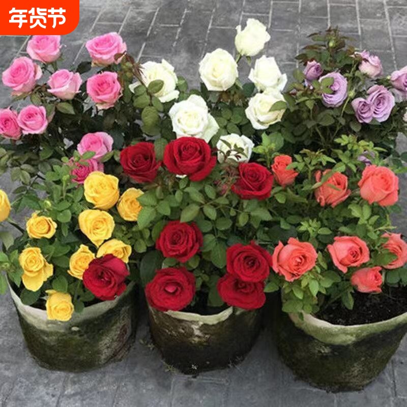 玫瑰花苗老桩四季开花大花月季浓香盆栽花卉阳台室内外观花绿植物
