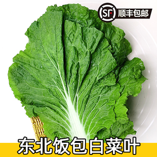 顺丰包邮东北特产白菜呀饭包叶饭包专用白菜叶蘸酱好蔬菜叶菜生鲜