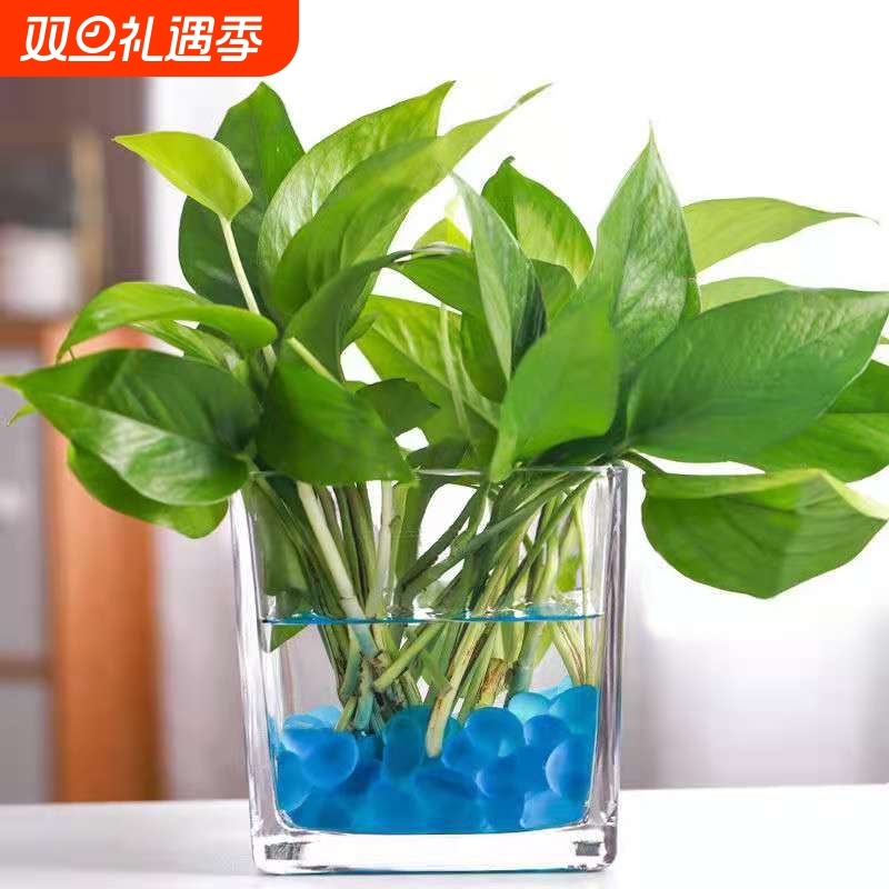 玻璃水培花瓶透明|超8000次加购