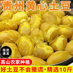 正宗贵州高山新鲜土豆威宁洋芋10斤当季黄心土豆现挖马铃薯