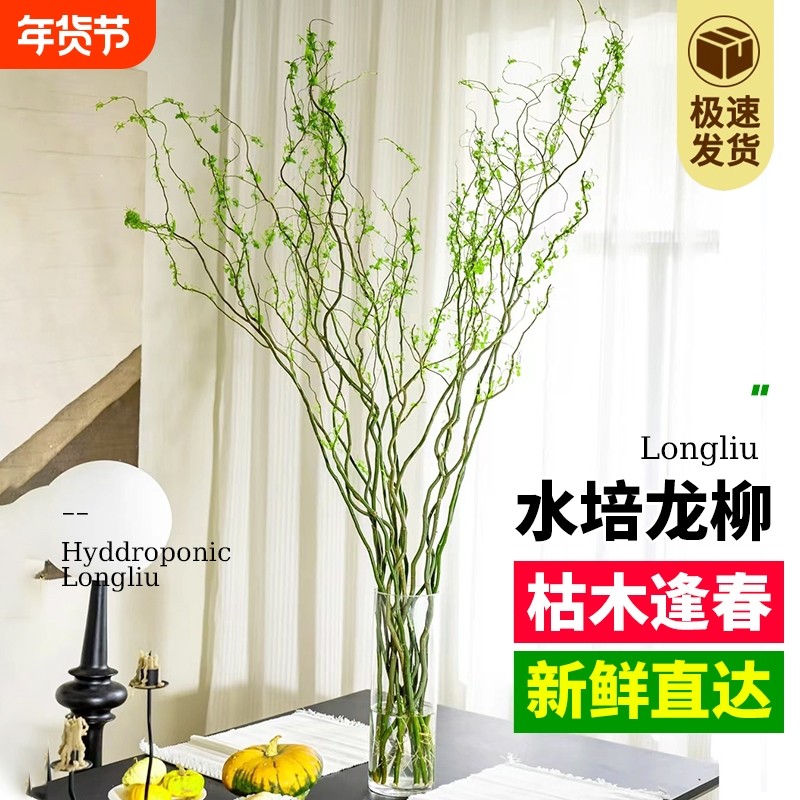 水培绿植龙柳鲜枝盆栽花卉观叶吸甲醛净化空气好养活客厅干支雪柳,鲜花速递/花卉仿真/绿植园艺,绿植,淘宝优惠券,粉丝福利购,淘宝优惠卷