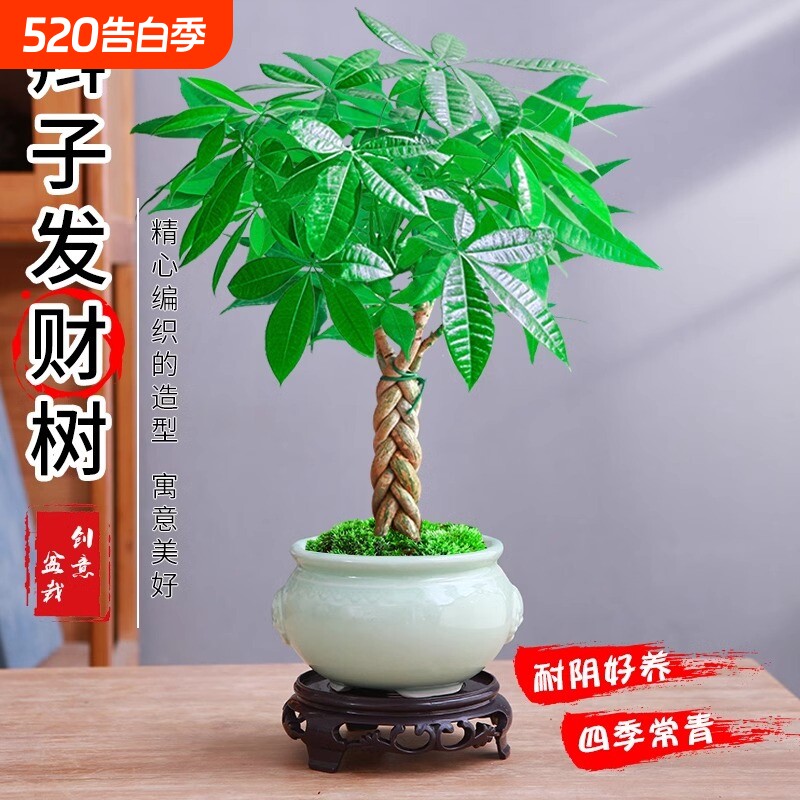 发财树盆栽植物室内花卉绿植办公好养客厅四季常青招财树辫子盆景