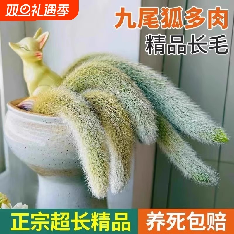 九尾狐多肉长软毛正版白仙狐开花垂吊室内阳台绿植盆栽稀有植物