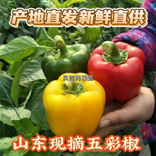 (贝亚芮)彩椒甜椒五彩圆椒红黄绿灯笼椒水果甜椒新鲜蔬菜柿子椒