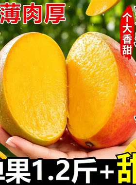 正宗凯特芒果新鲜水果现摘