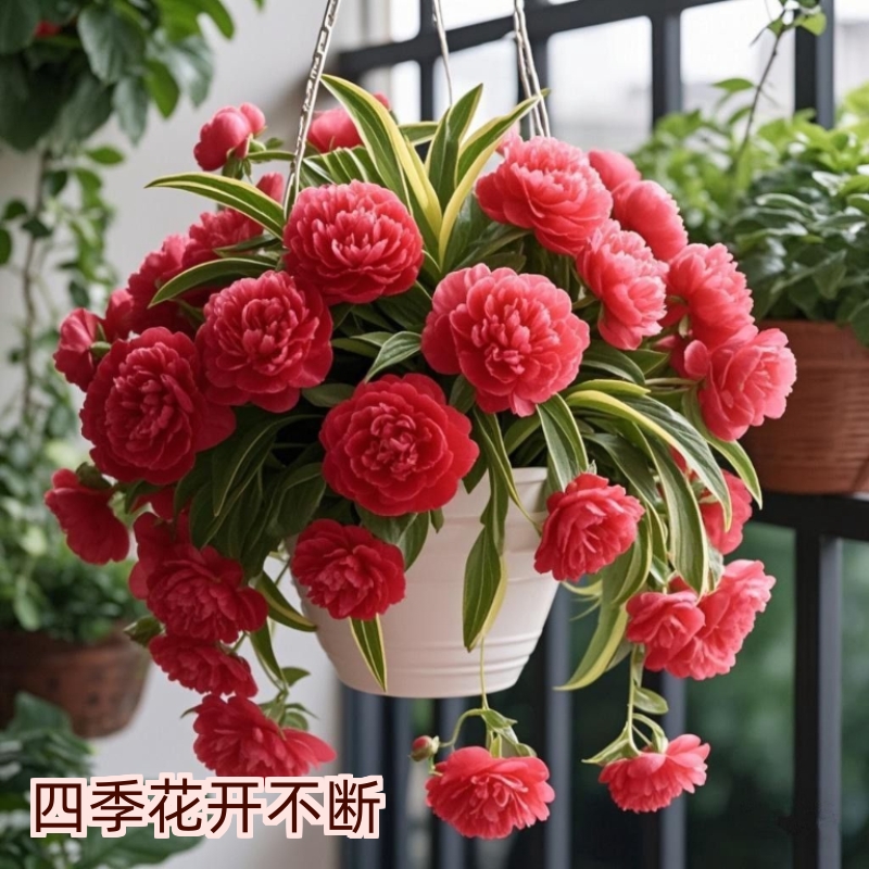 新款浓香型重瓣大花金边