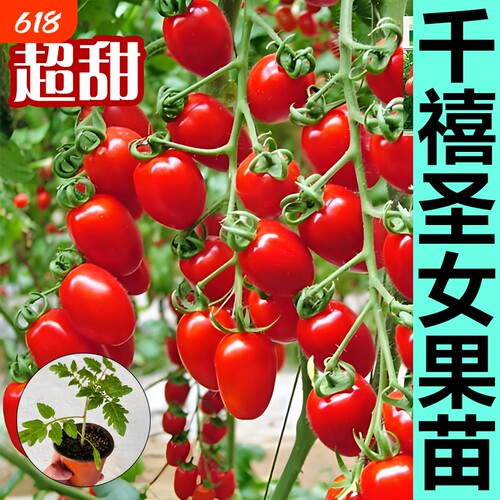千禧圣女果秧苗小番茄苗秧阳台种植超甜青甜2号水果小西红柿盆栽