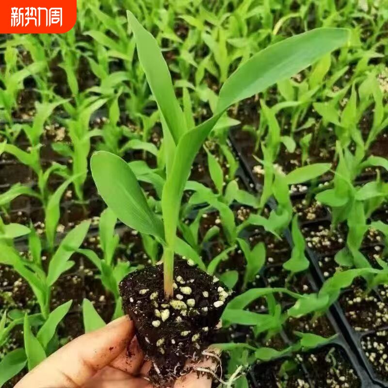 高产白糯甜玉米种子超大棒矮杆四季播玉米蔬菜种子超甜糯玉米种子