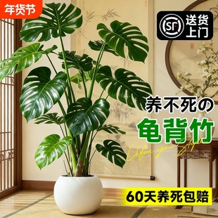 龟背竹大盆栽老桩客厅植物净化空气除甲醛办公室室内盆景大型绿植