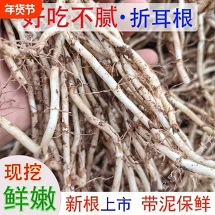 带泥侧耳根鱼腥草新鲜折耳根四川贵州特产湖北凉拌嫩根凉拌菜好吃