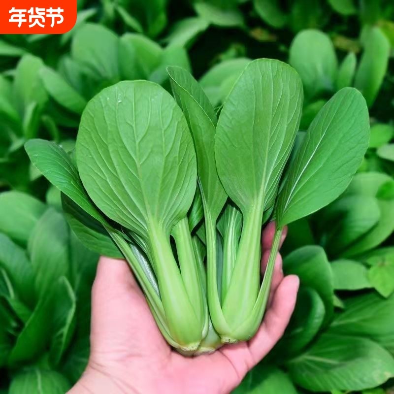 上海青种子28天小青菜种子蔬菜种子阳台盆栽耐热上海青菜种子,鲜花速递/花卉仿真/绿植园艺,其它园艺用品,淘宝优惠券,粉丝福利购,淘宝优惠卷