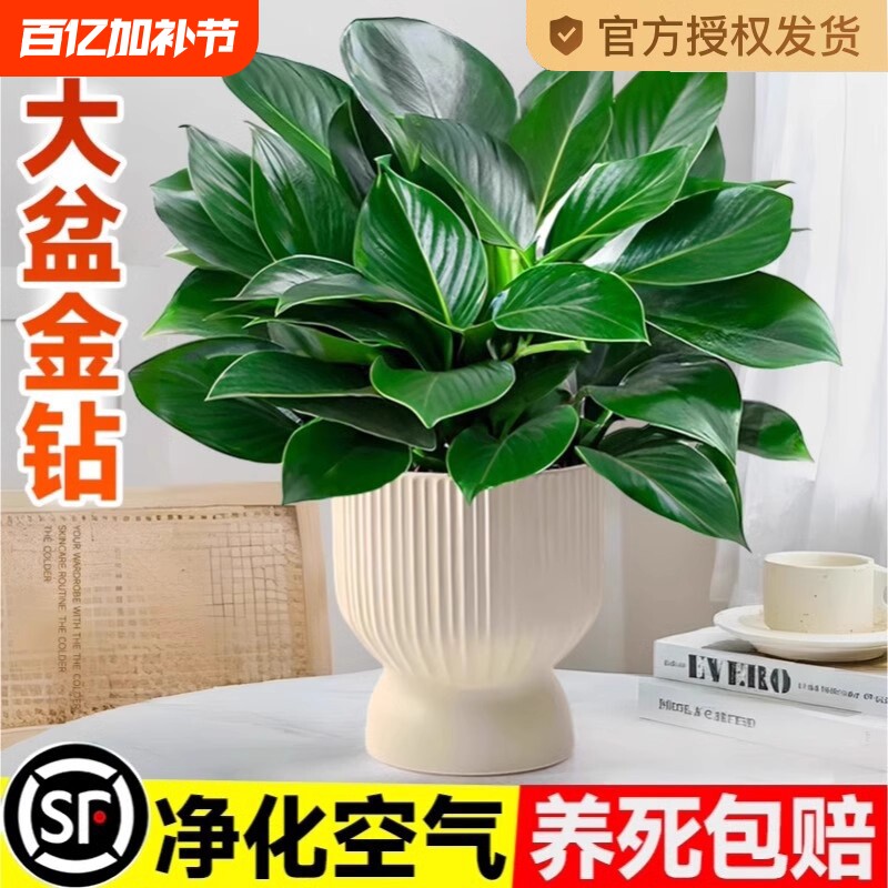 大盆金钻盆栽办公水培绿公主室内绿植蔓绿绒多肉大叶植物去除甲醛