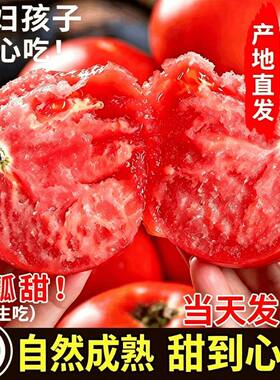 陕西赛普罗旺斯口感沙瓤西红柿新鲜自然熟当季礼盒水果番茄蔬菜