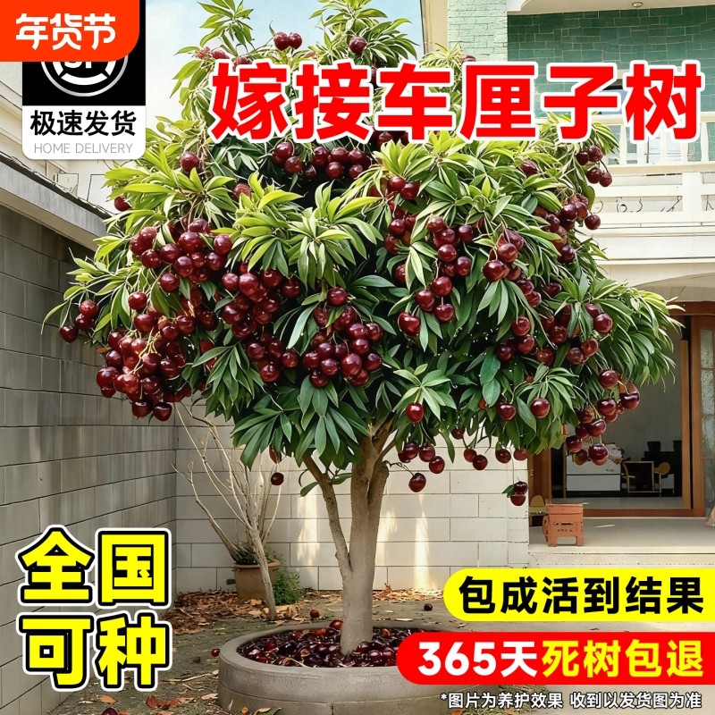 车厘子树苗正宗带土球北方种植四川樱桃树苗矮化特大嫁接果树庭院,鲜花速递/花卉仿真/绿植园艺,果树,淘宝优惠券,粉丝福利购,淘宝优惠卷