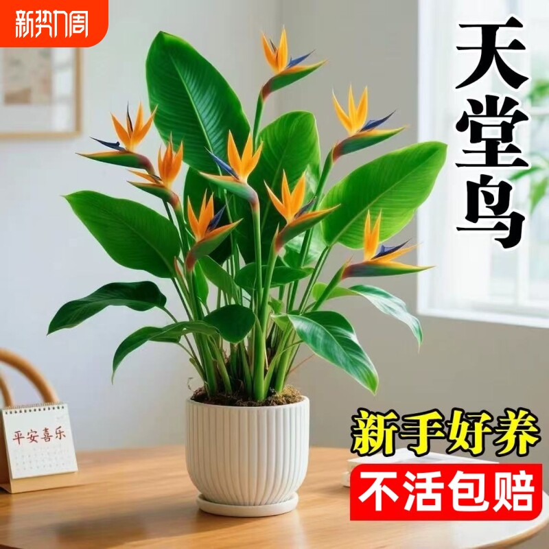 天堂鸟盆栽室内客厅大型绿植高级感大叶植物花卉鹤望兰水培办公桌