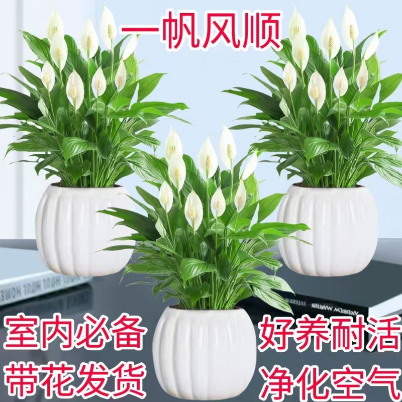 白掌盆栽室内水培植物净化空气四季常青客厅摆放花卉金钱树好养活