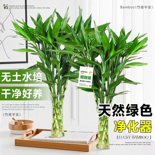 富贵竹水培植物转运竹花卉绿植室内盆栽绿萝箩水养带根鲜花发财树