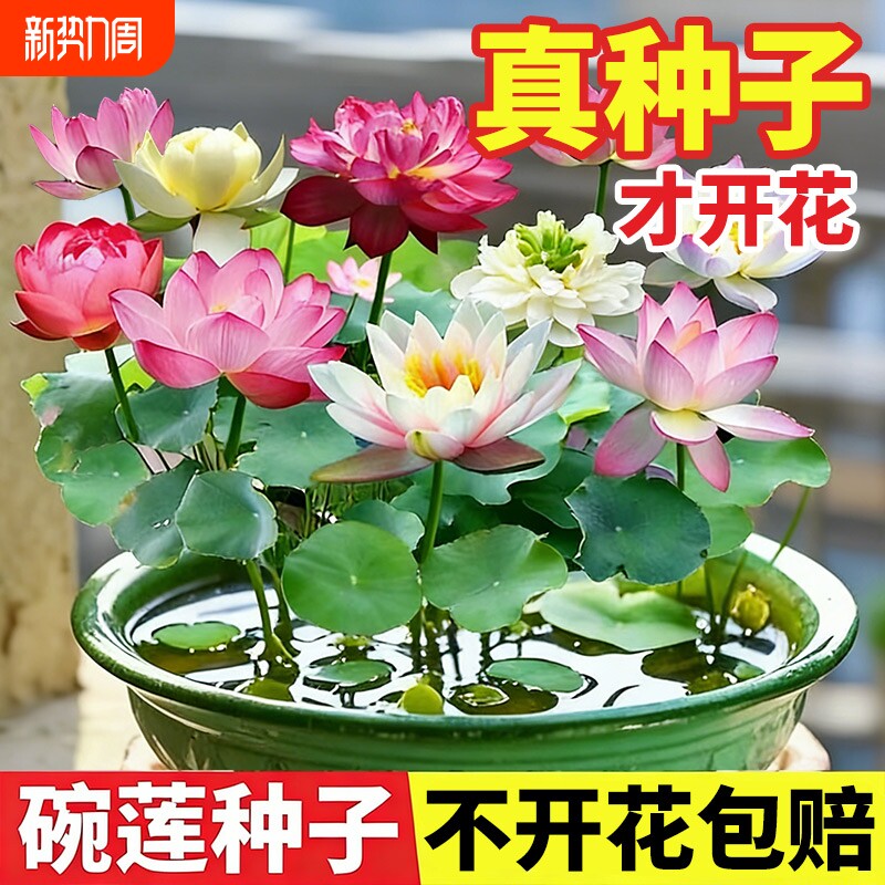 碗莲水培植物带花苞睡莲易播种莲种子室内好养四季荷花卉盆栽水养