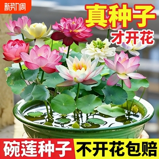 碗莲水培植物带花苞睡莲易播种莲种子室内好养四季荷花卉盆栽水养