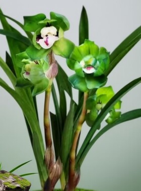 带花苞浓香型矮种绿云皇后兰花江浙老品种兰花苗绿植花卉室内阳台