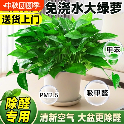 绿萝盆栽大室内水培植物
