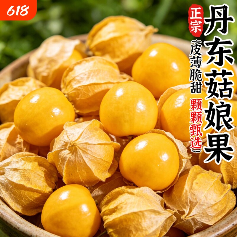 丹东黄菇娘果东北特产新鲜现摘脆甜爆汁灯笼果应季大果净重装姑娘