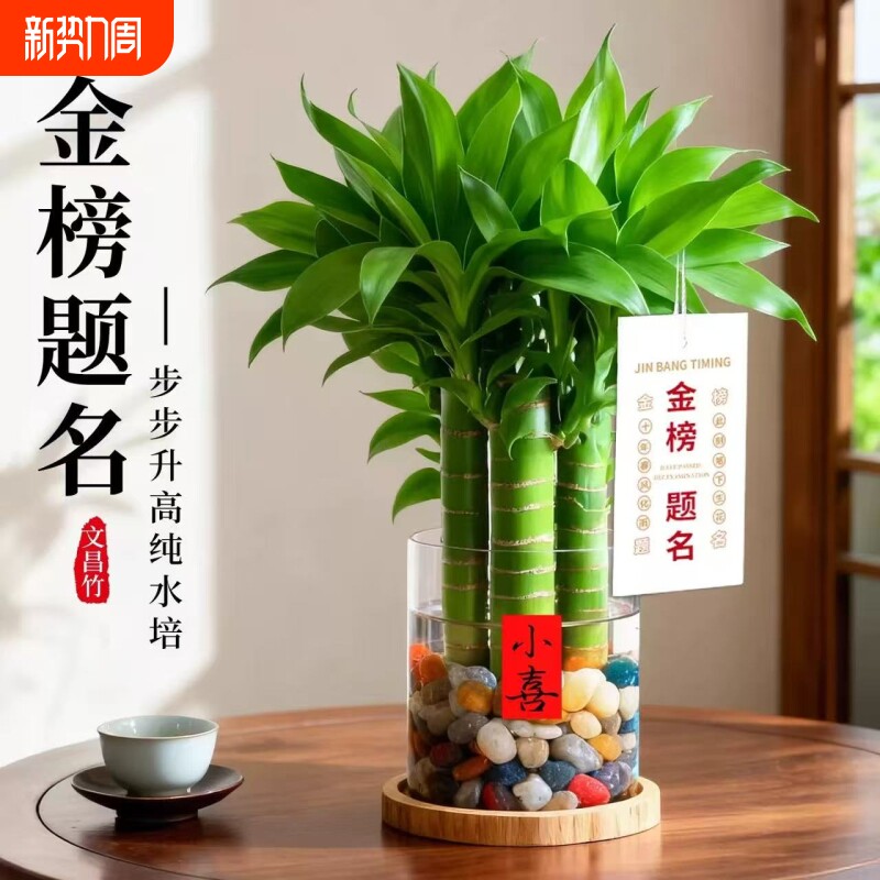 文昌竹5支金榜题名室内书桌水培绿植盆栽富贵竹办公室桌面好养活