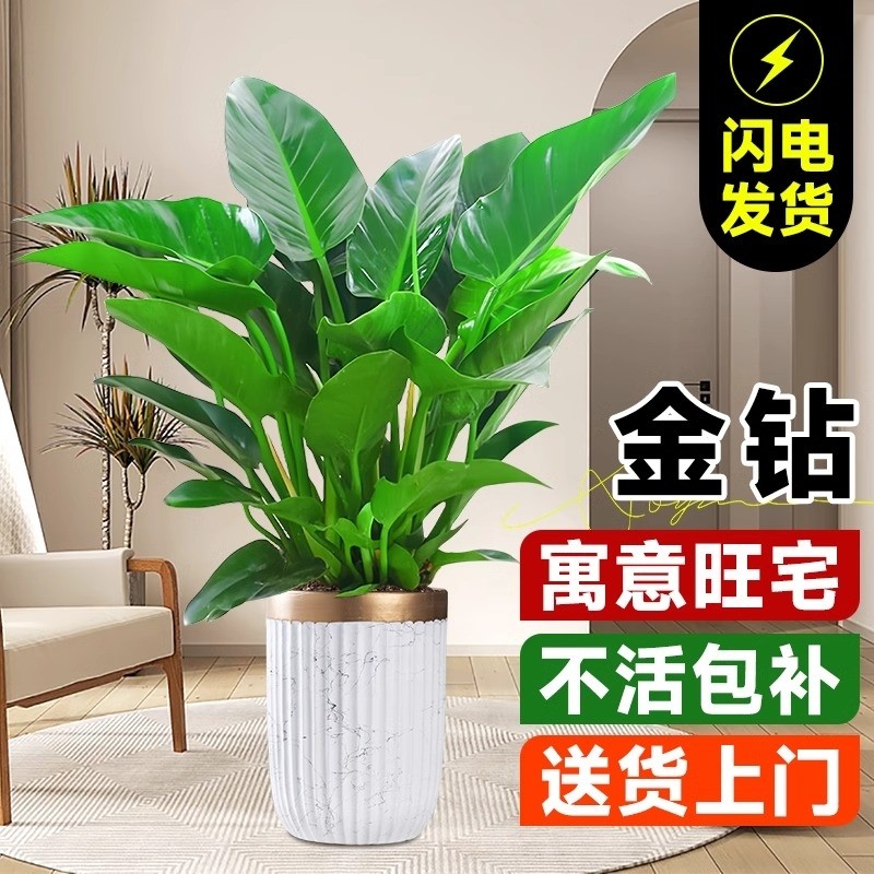 金钻盆栽绿萝箩室内植物花卉水培绿植办公室多肉净化空气去除甲醛