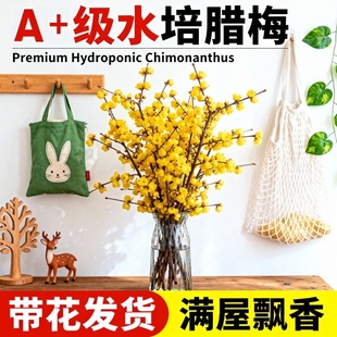 腊梅花鲜切干枝鲜花花卉水培植物花束客厅室内摆设装饰冬季带花苞