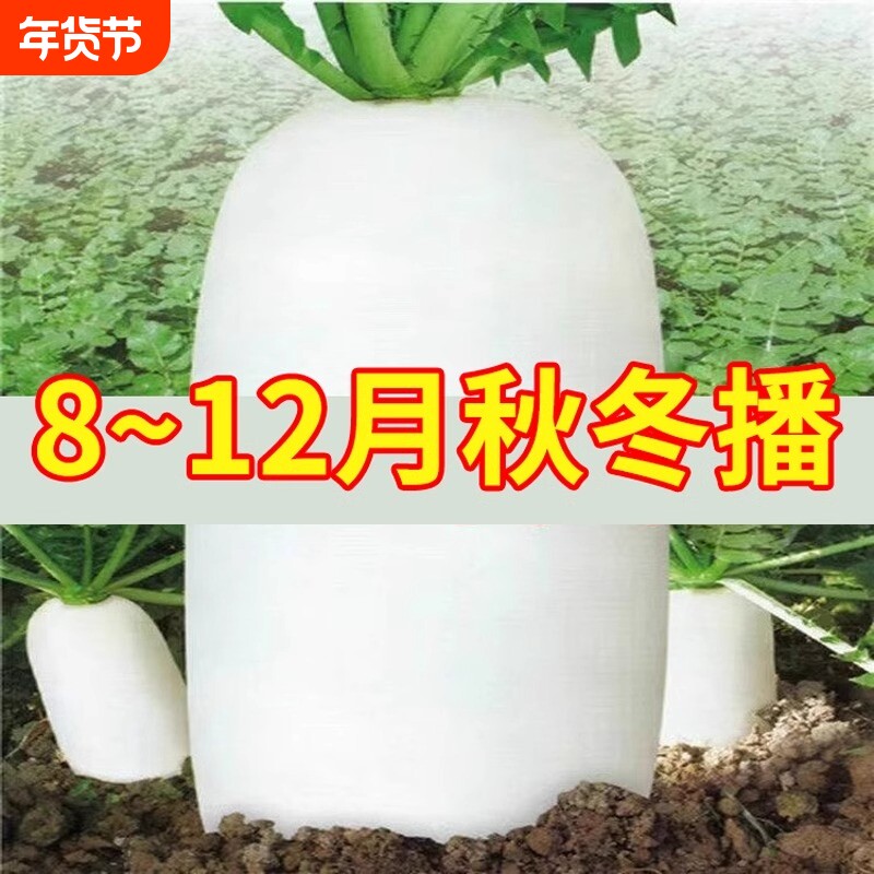 大白萝卜九斤王萝卜种子春秋蔬菜籽种水果白罗卜大全理想高产散装