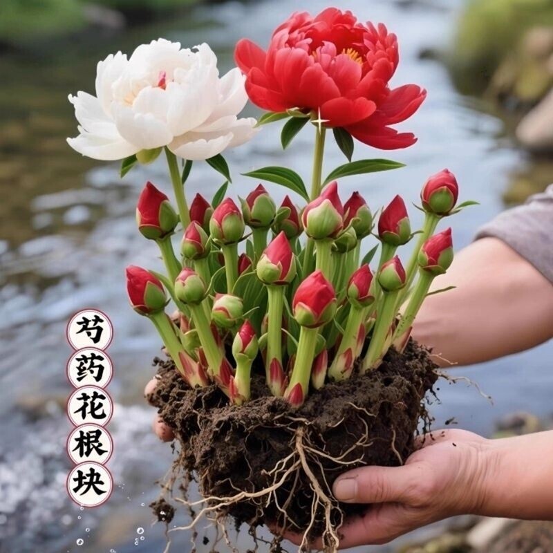 芍药花苗重瓣带芽种球大苗花卉牡丹花种根盆栽植物落日珊瑚室内图片