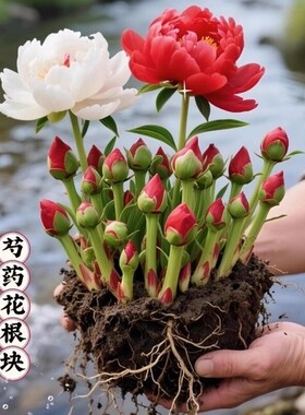 芍药花苗重瓣带芽种球大苗花卉牡丹花种根盆栽植物落日珊瑚室内
