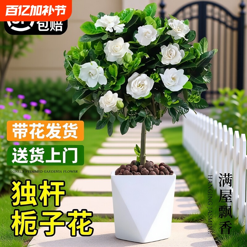 独杆棒棒糖栀子花盆栽老桩带花苞树苗四季开花绿植室内外好养花卉