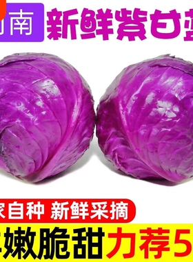 紫甘蓝新鲜紫包菜球蔬菜紫色椰菜卷心菜沙拉生菜紫甘兰批发5斤9斤