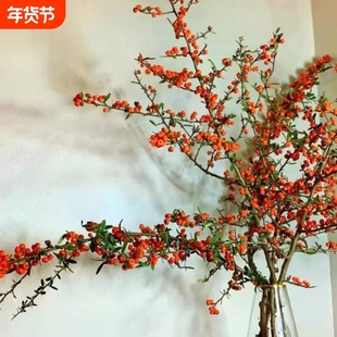 鲜切小冬青火棘果火把果枝条花期长水养鲜花插花