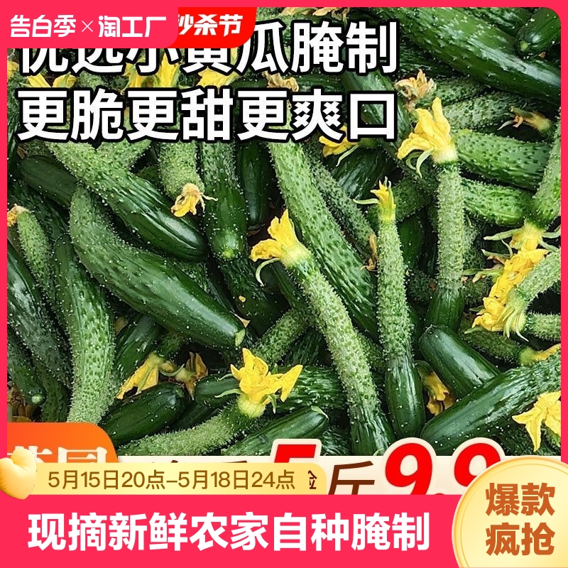 现摘新鲜小黄瓜扭农家自种仔腌制蔬菜嫩黄瓜妞酱瓜5斤9疏菜 水产肉类/新鲜蔬果/熟食 黄瓜 原图主图