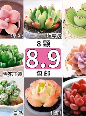 多肉植物绿植花卉大颗好养盆栽室内外招财玉露幼儿园礼物阳台客厅